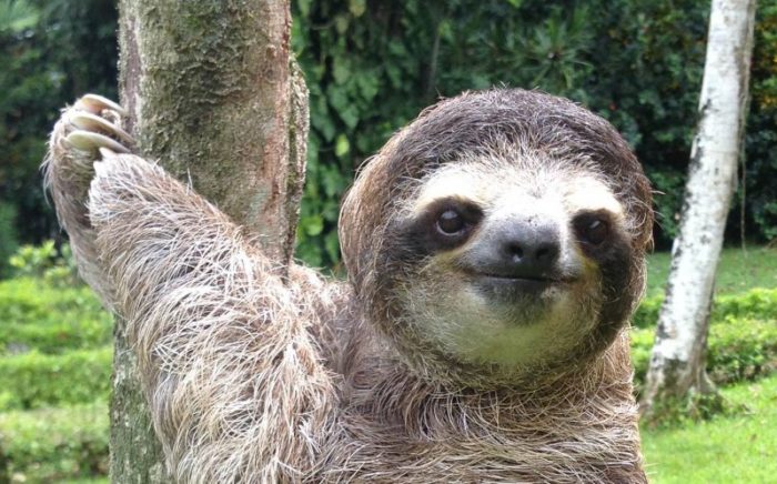 sloth-tour-costa-rica