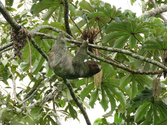 Sloths tour Costa Rica Guanacaste