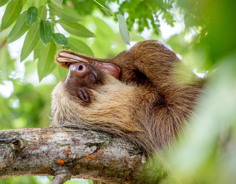 Sloths tour Costa Rica from guanacaste
