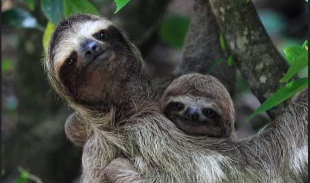 sloth-tour-costa-rica