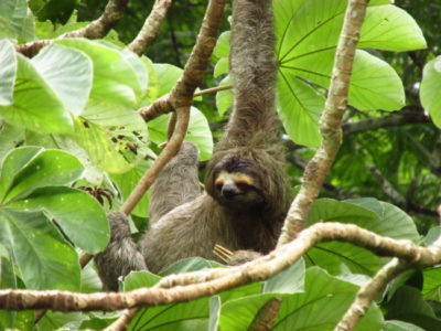 Rio Celeste Waterfall & Sloths Sighting - Fayla Tours