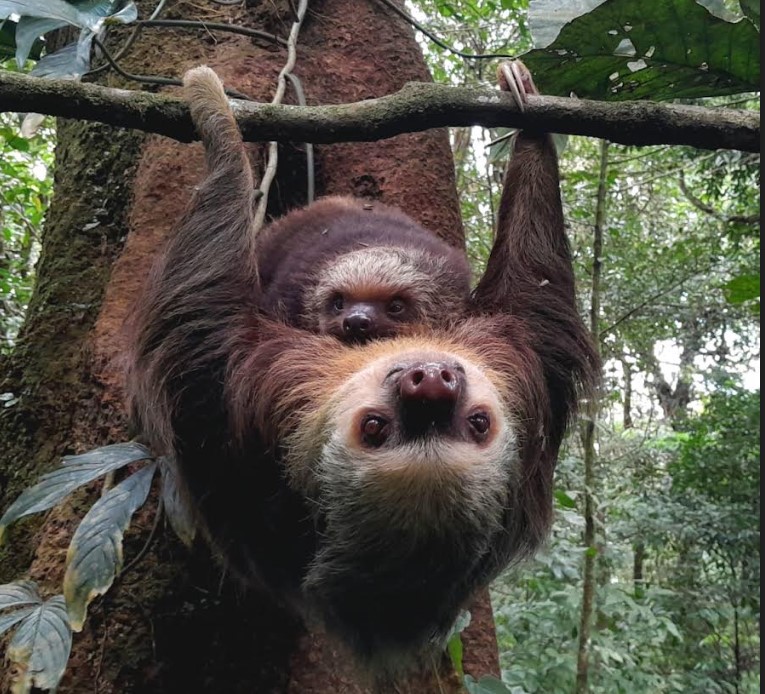 two-toe-sloths-costa-rica