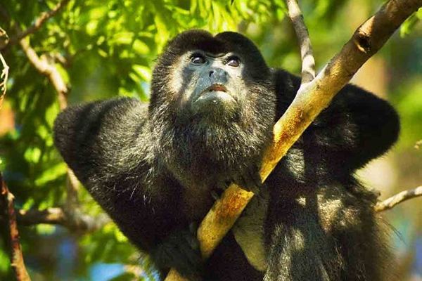 crazy monkey tour guanacaste