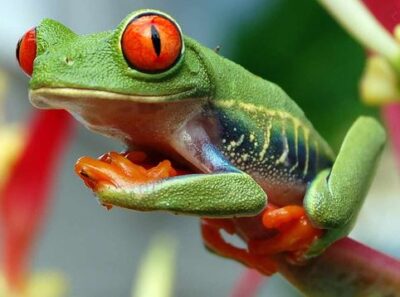 Fun Things To Do From Riu Palace Costa Rica - Private Tours