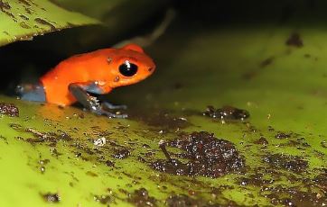 animal-discovery-night-walking-excursion