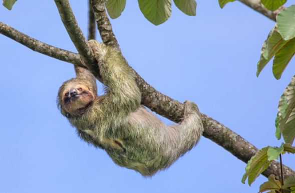 sloth-tour