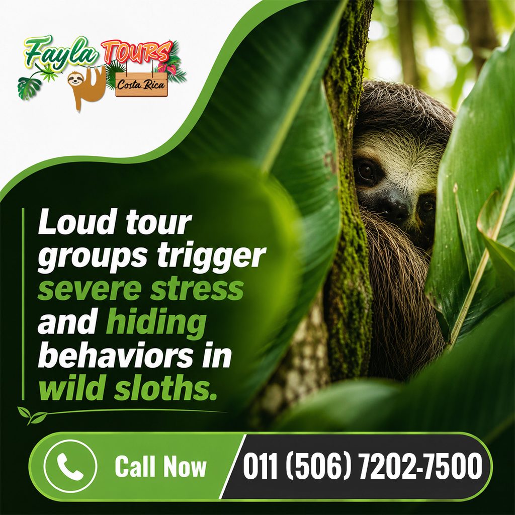 Behaviors in wild sloths