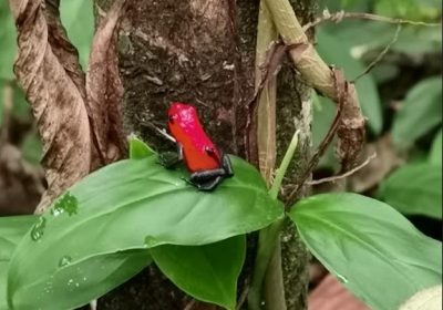 blue-jean-frogs-costa-rica