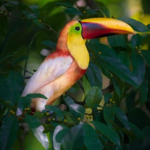 toucan-costa-rica