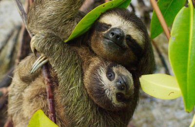 secrets-papagayo-costa-rica