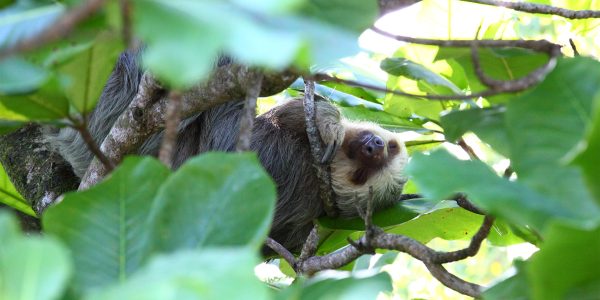 A filmed shot of a cute sloth comfortably sleeping on tree branches