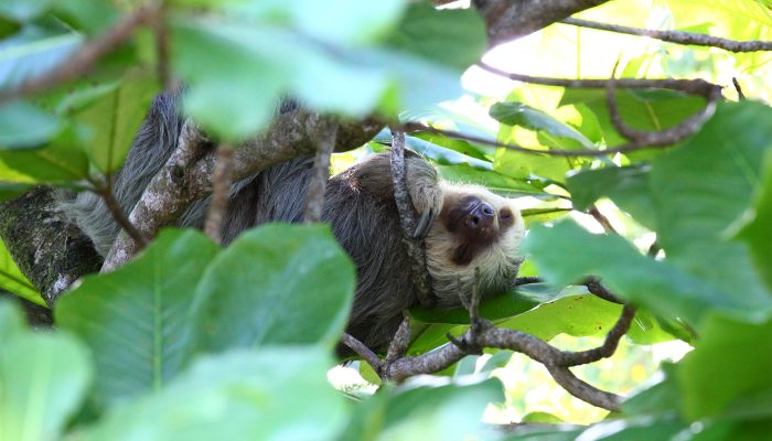 A filmed shot of a cute sloth comfortably sleeping on tree branches