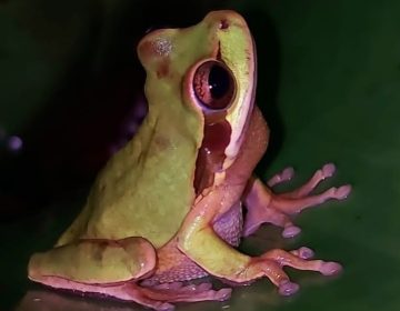 night-walk-costa-rica