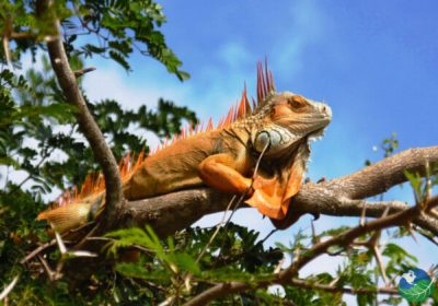 Bird-Watching-Costa-Rica