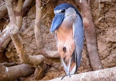 Palo-verde-National-park-boat-tour