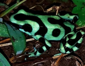 rainforest-night-hike-costa-rica