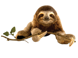 sloth-costa-rica-fayla