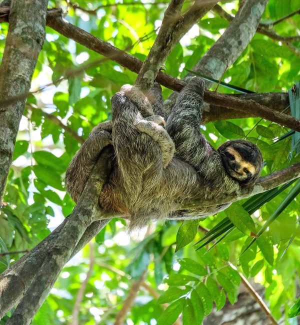 A vertical selective focus shot of a happy three-toed sloth hanging out in the middle of the forest