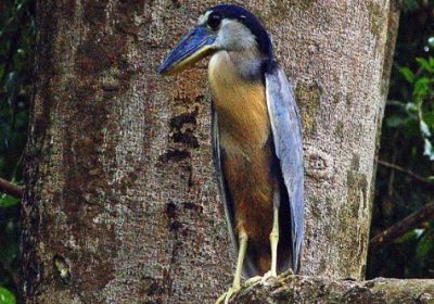 birds-costa-rica