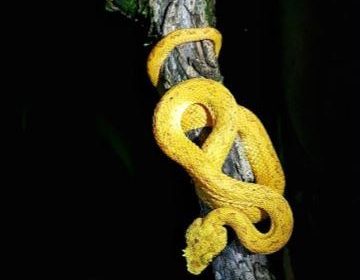 bocaraca-snakes-costa-rica