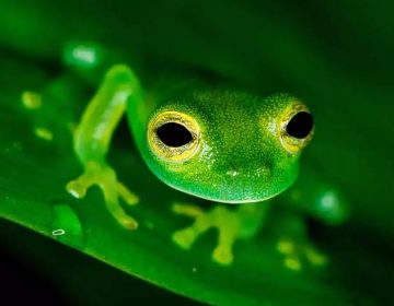 night-walking-tour-costa-rica