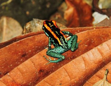 costa-rica-night-tours