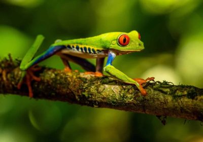 rainforest of costa rica