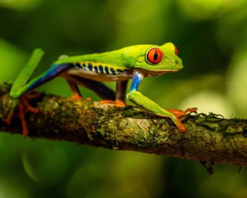 rainforest of costa rica