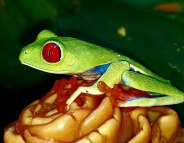 costa-rica-night-walk-rainforest