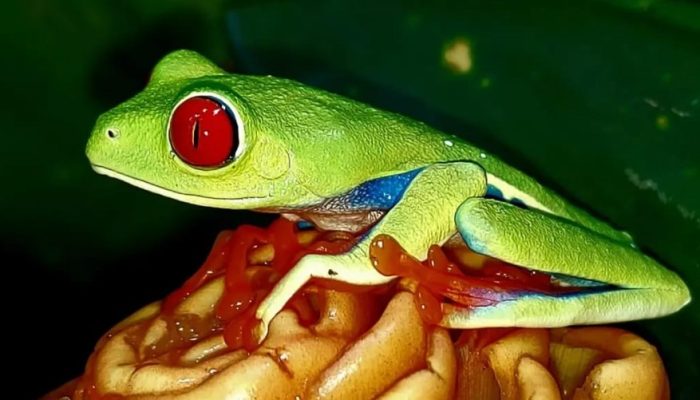 costa-rica-night-walk-rainforest