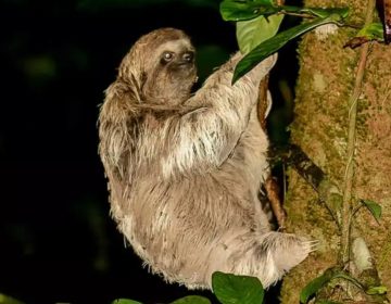 sloths-costa-rica-night-tour