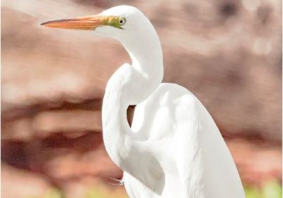 palo verde national park tour