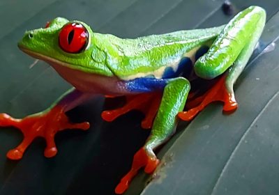 red-eye-frog-costa-rica