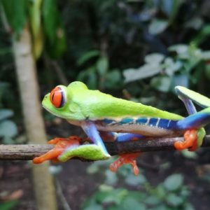 frogs-costa-rica