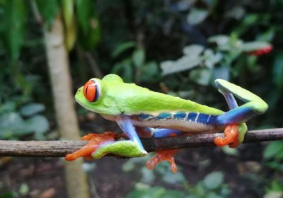 frogs-costa-rica