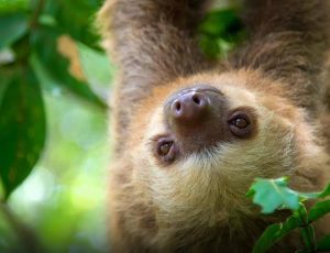 sloth-costa-rica