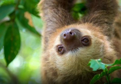 sloth-costa-rica