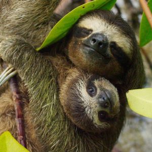 sloth tour costa rica