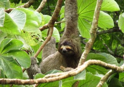 sloth tours costa rica
