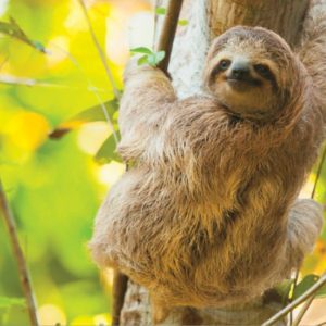 sloths-costa-rica