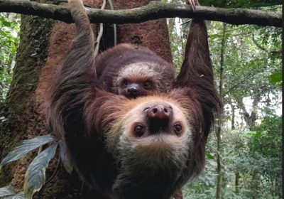 two-toe-sloths-costa-rica