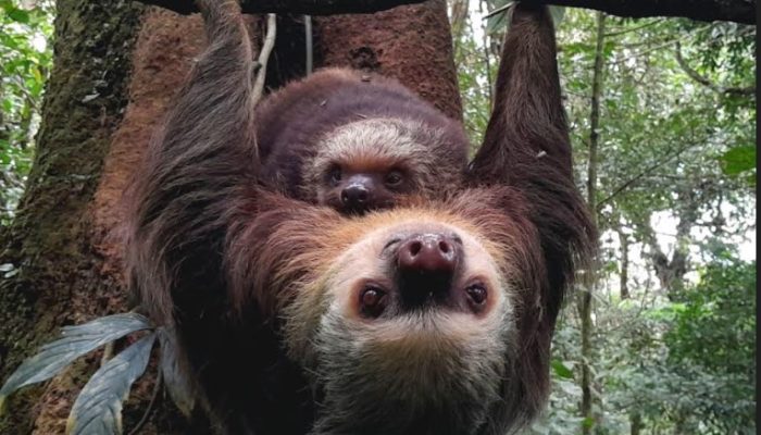 two-toe-sloths-costa-rica