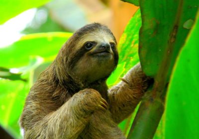 sloths-tour-costa-rica